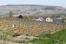 vignes champenoises entre vers Mareuil-le-Port